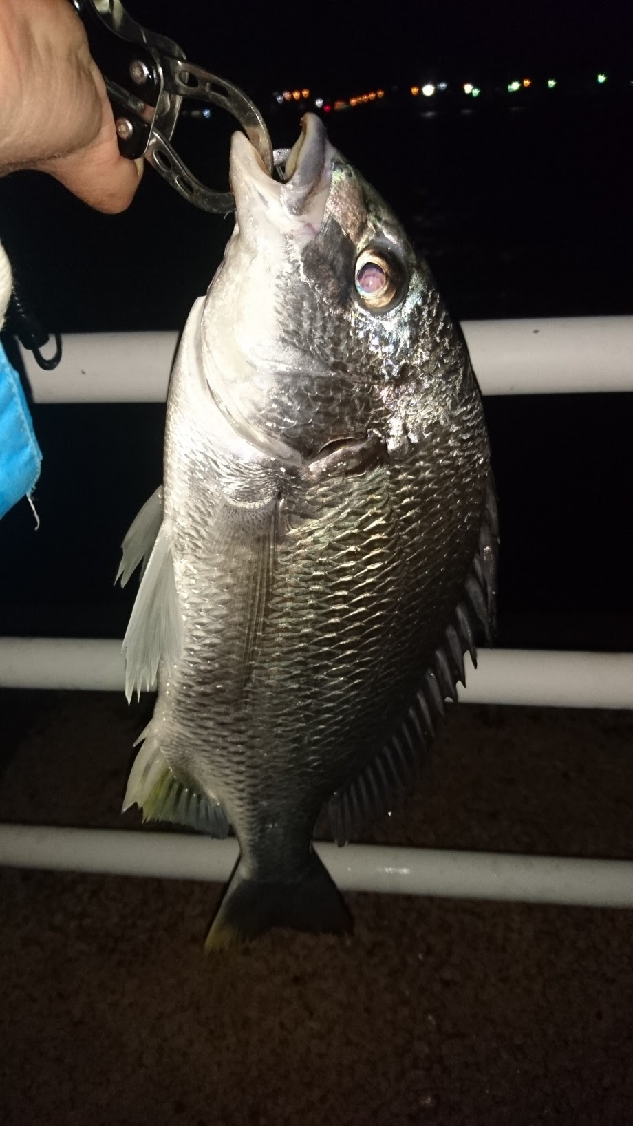 横浜の魚と遊ぶ メバル チニング