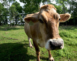 Elvis the steer.