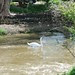 Swan on river