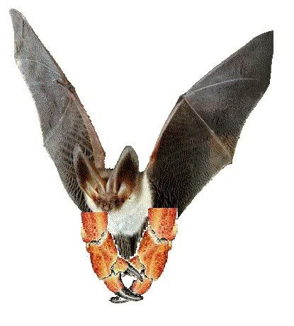 bat crab