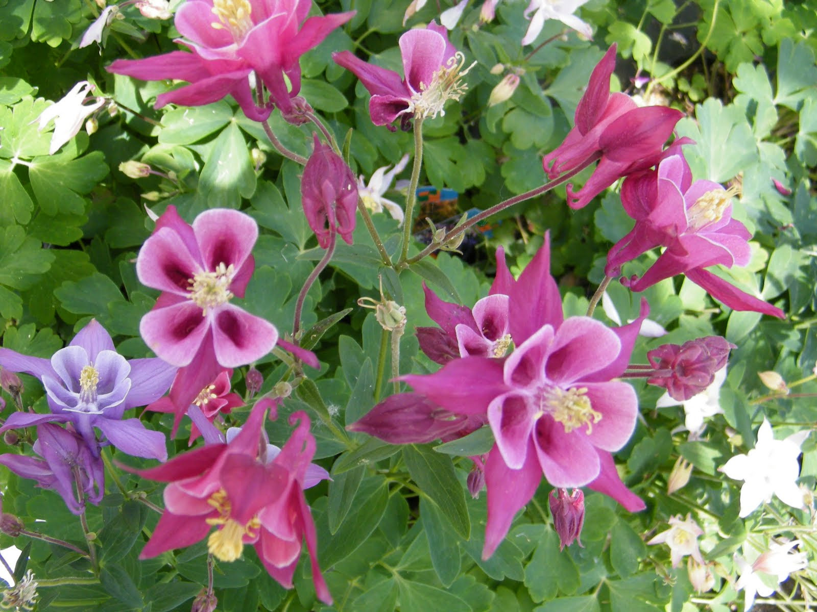 Ideas for the Perfect Shade Garden Gilsongardensincs Blog