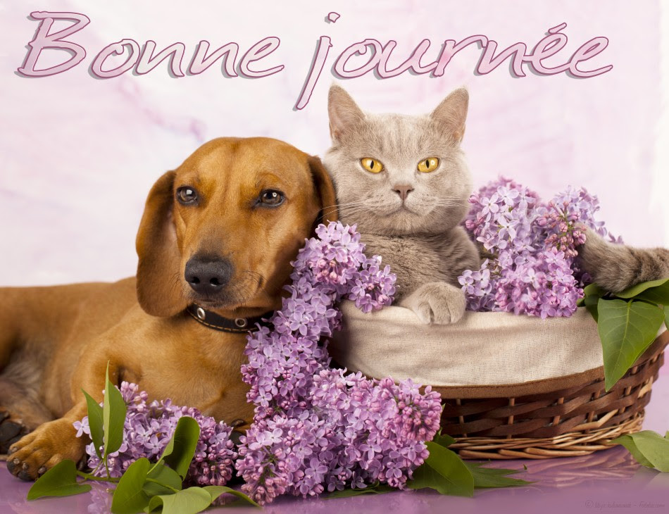 Bon Mercredi Calinette55