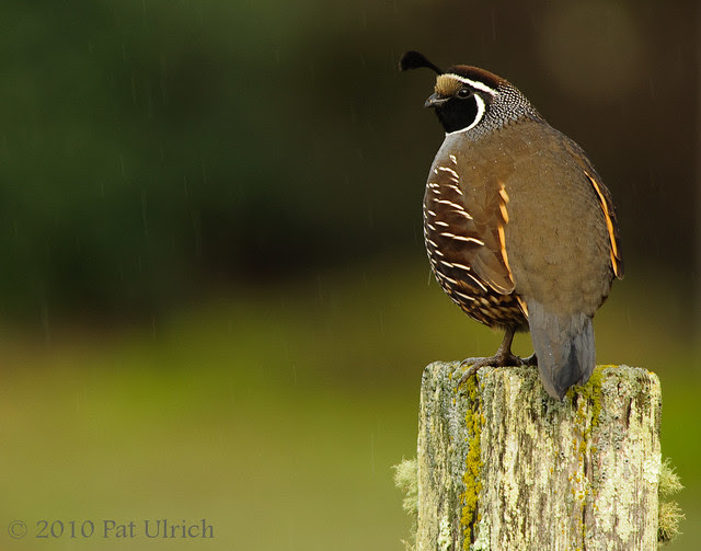 Quail in the rain