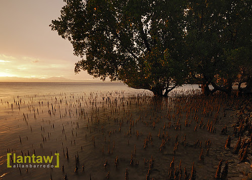 Maasim Mangroves Sunrise