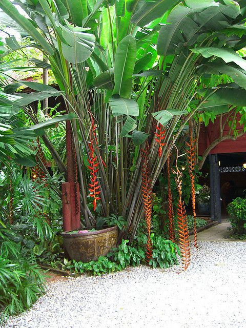 Tropical garden courtyard