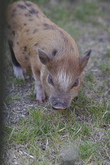 pig picture with pentax k20d and tamron 28-75mm f/2.8