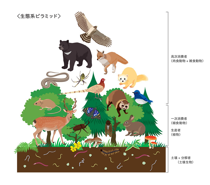 黒曜石は夢見ている 森と土のお話