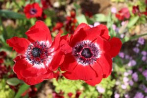 アネモネの花言葉 紫 赤 青などの色別の意味や由来は