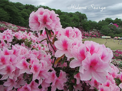 つつじ祭り 福井県鯖江市 西山公園 ボタニカルアート ブログ