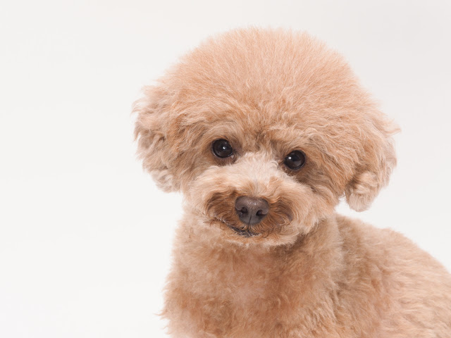 トイプードルに多い病気は Teamhopeご家族さま向けサイト 大切な家族 ペットの健康寿命をのばしたい