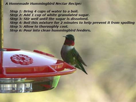 humming bird feeders ideas  pinterest