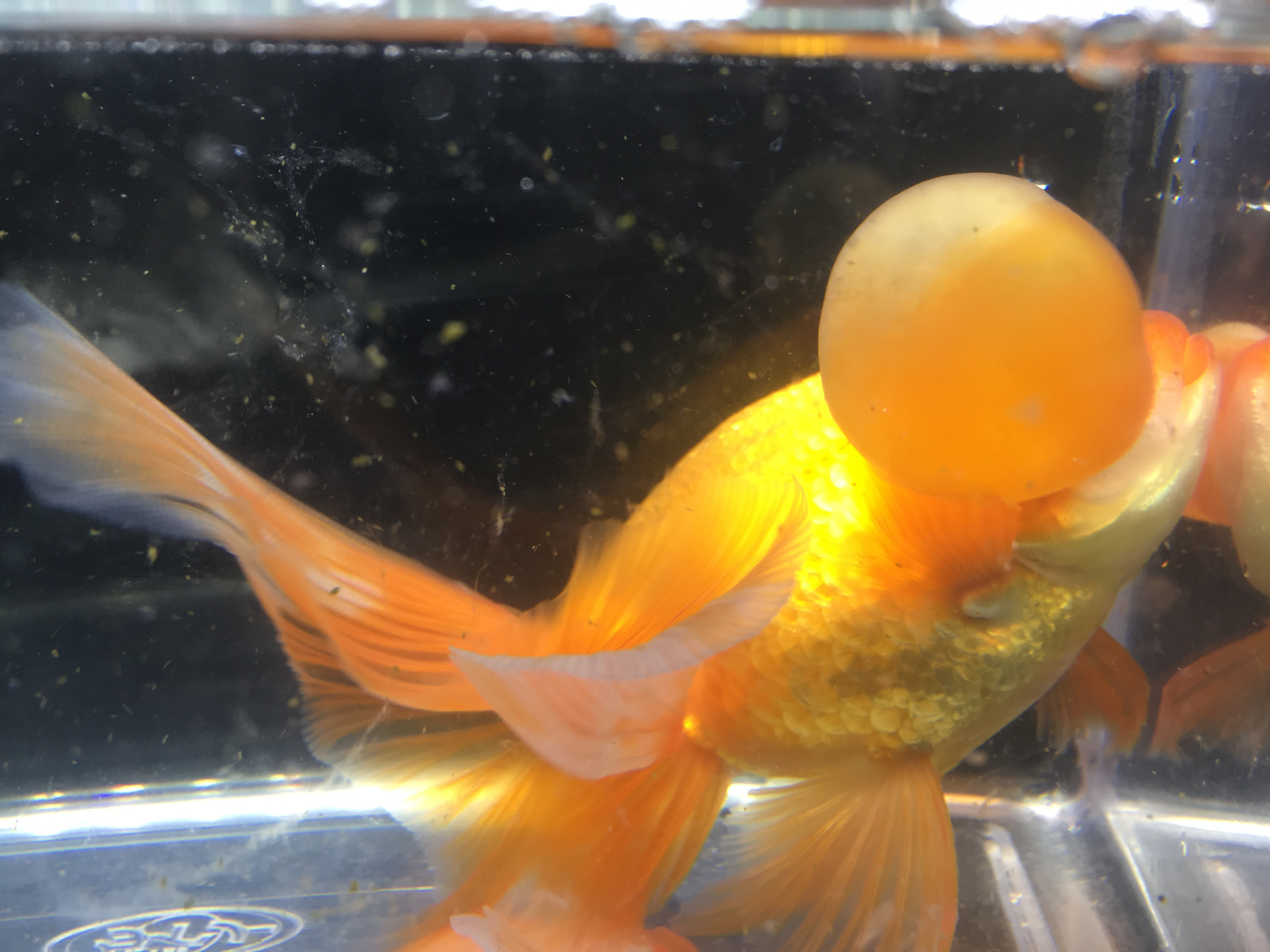 新種の金魚作ろうぜ 水泡眼の水泡再生の考察