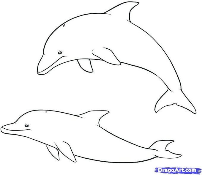 Malvorlagen Delfin Pdf