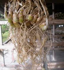gambar rizom cekur 1