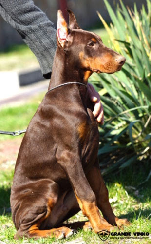 European Doberman Puppies for sale in USA - Euro Dobies