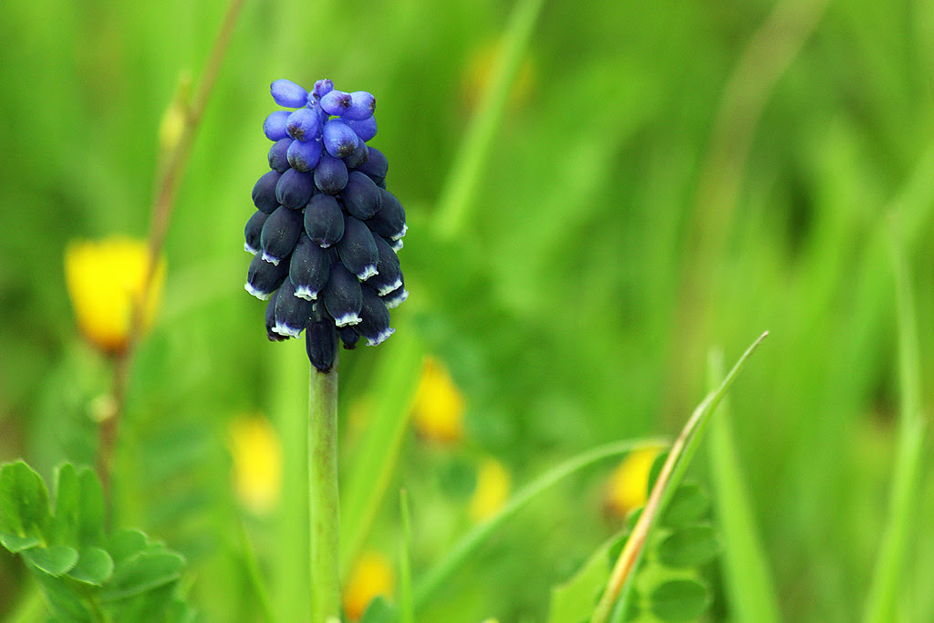 Muscari Mill; el primero de esta primavera