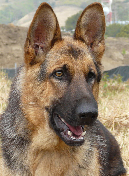 Westside German Shepherd Rescue of Los Angeles