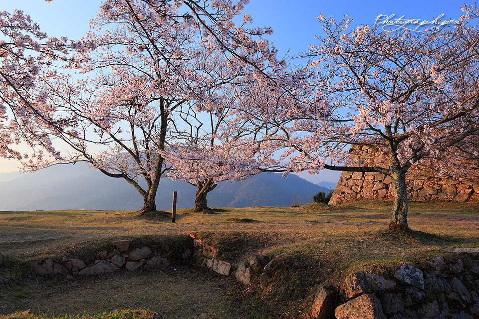 竹田城跡の桜紀行