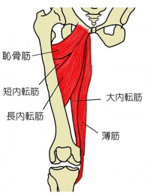 内転筋は開脚でストレッチ アナトミーストレッチ