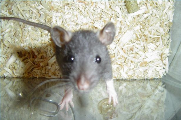 Pet Rats Pet Rats Pet Rats How to Train Pet Rats