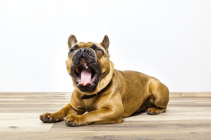 estresse em cães