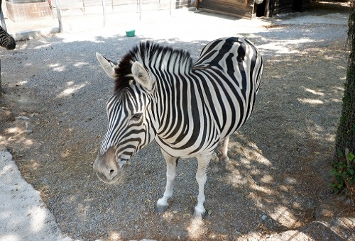 動物シマウマの一頭の値段はいくら 生き物navi