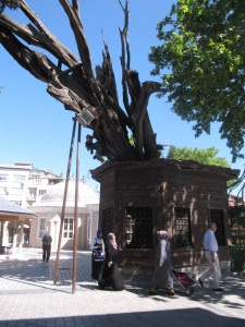 Restos del Ciprés de la Cadena
