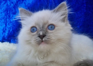 Ragdoll cats