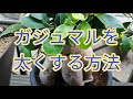 無料ダウンロード ガジュマル 幹 太く 469908-ガジュマル 幹 太くする