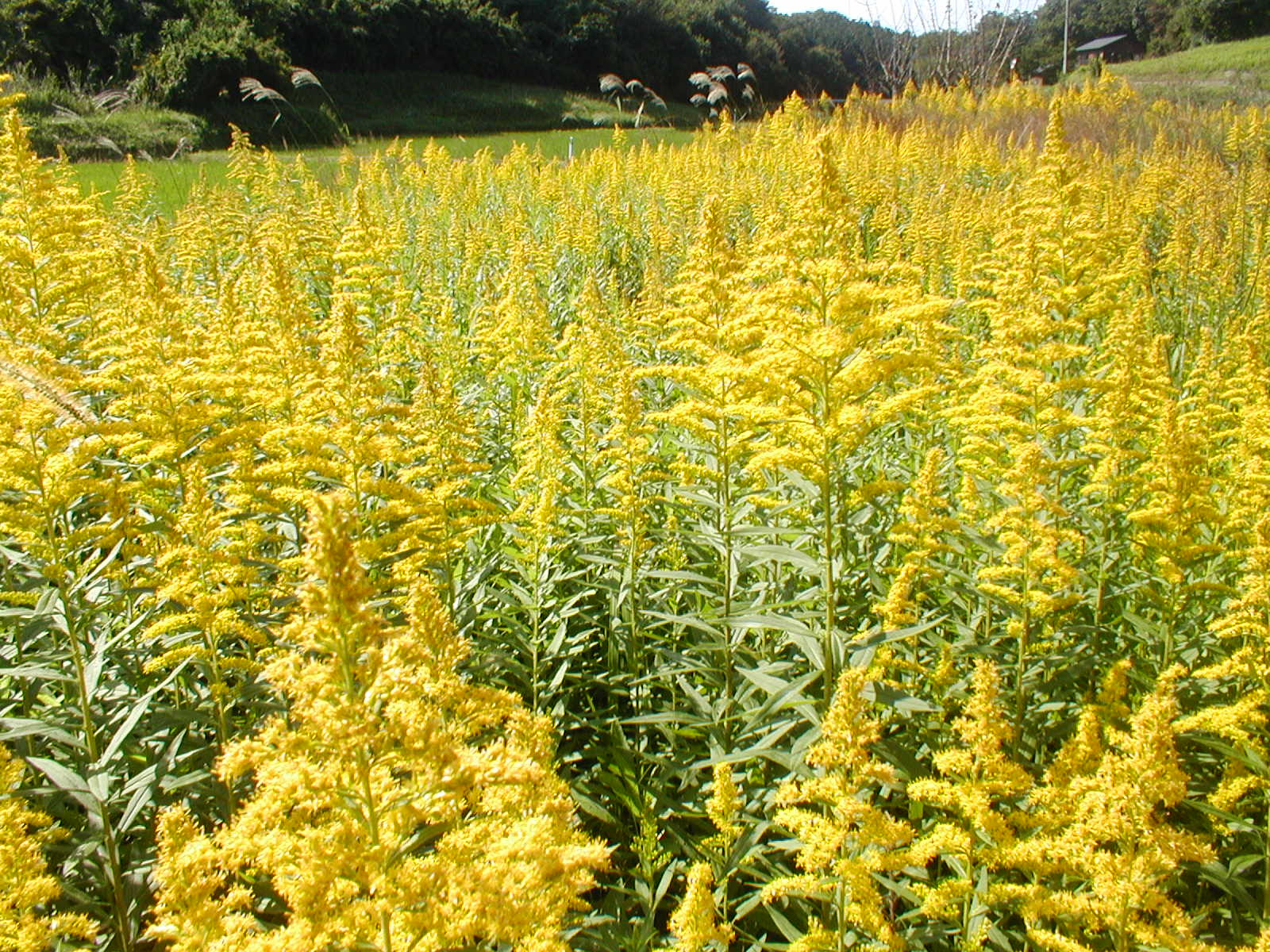要注意 秋にもあるアレルギー性鼻炎 秋の花粉症対策のはコレ