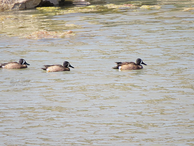IMG_1267cps Blue Winged Teals