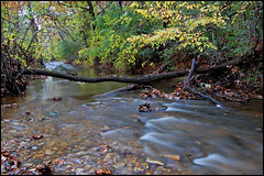 Bachelor's Grove Stream