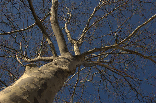 London Plane Tree, Street Tree, Stratford Road