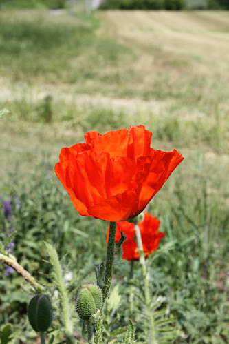 poppy