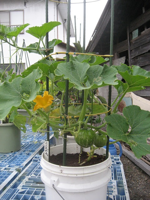 きままな猫おやじの一日 プランター菜園 収穫が始まりました