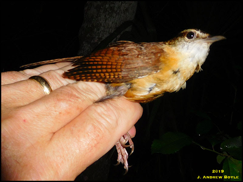 Carolina Wren