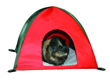 Guineapig