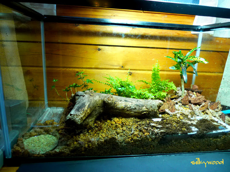 カナヘビの飼育 Silky Wood Blog