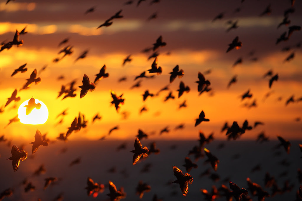 Starling Murmuration, Brighton