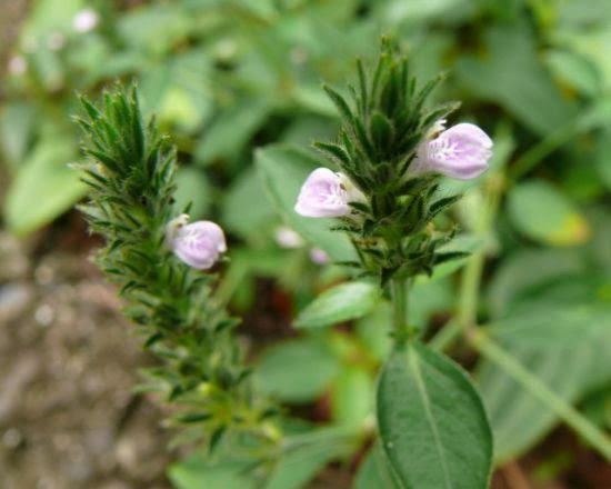 夏の終わりから秋にかけて咲く草花3種 因島自然観察 しまなみ人