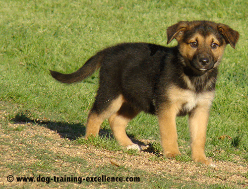 German shepherd puppies training in india, what is the best age to ...