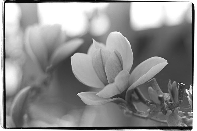 Magnolia kobus