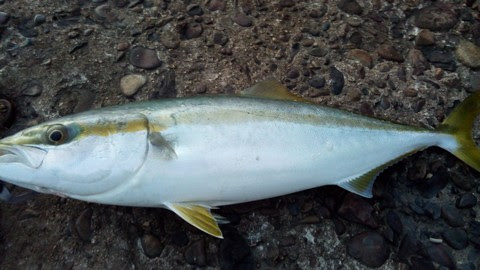 カンパチ ヒラマサの違いを見分ける 海水魚の種類と釣り方