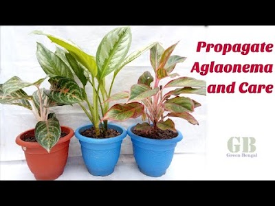 How to propagate chinese evergreen or aglaonema plant and care tips