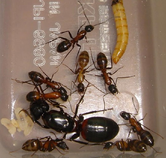 ムネアカオオアリ 萌萌虫雑記帳