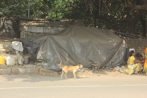 Dogs Are Much Happier Poor Than Human Beings by firoze shakir photographerno1