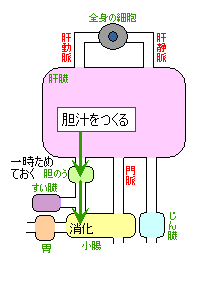 肝臓のはたらき