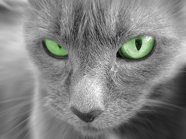 Gatos espiões da Guerra Fria (Foto: Reprodução)