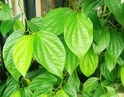 Inspirasi Daun Hijau