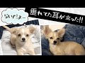 √100以上 耳たれ 犬 136016-耳たれ 犬